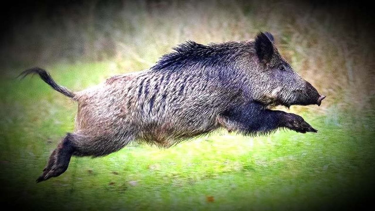 फाइल फोटो 