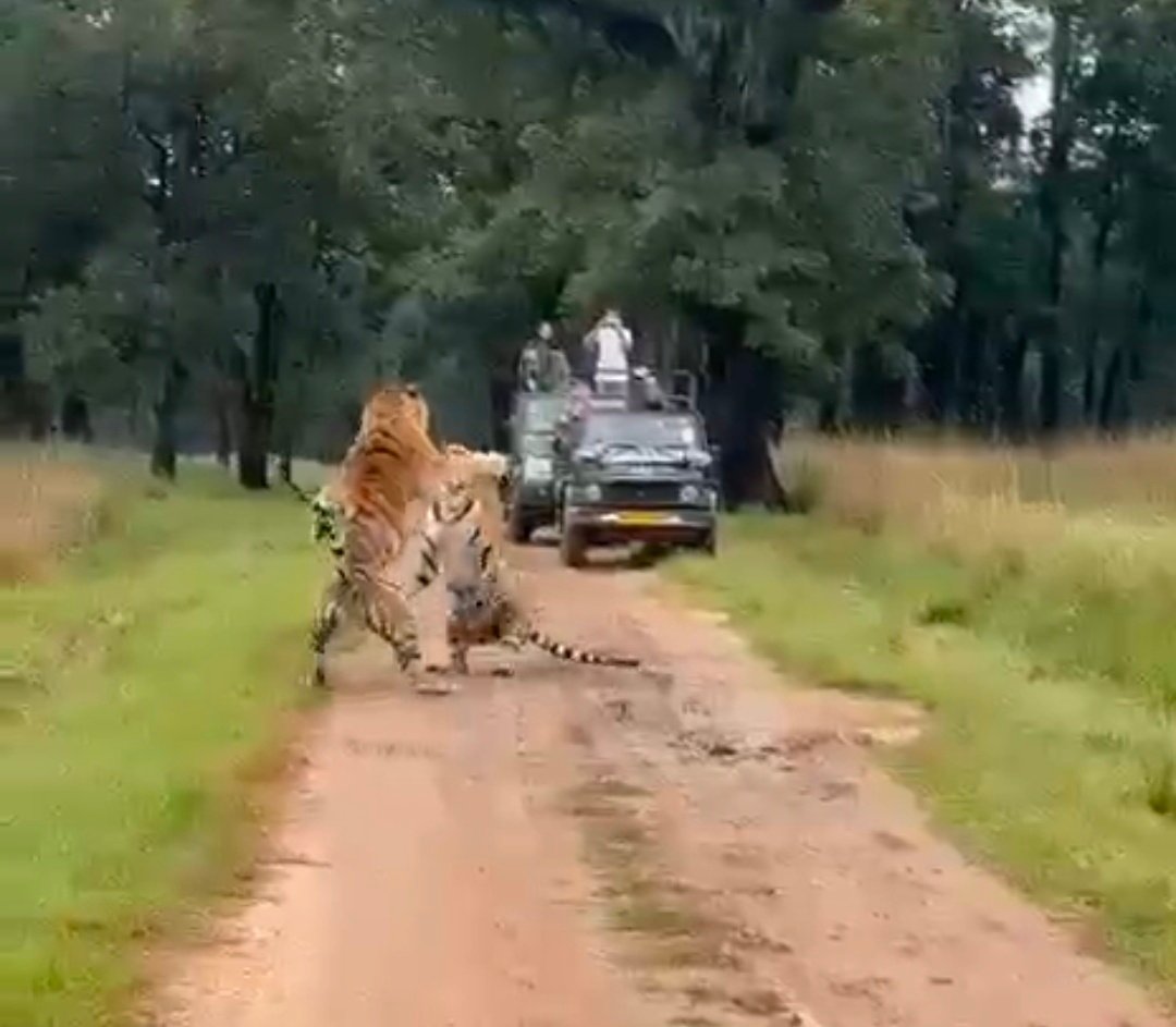 कान्हा टाइगर रिजर्व में बाघ-बाघिन का रोमांचक दृश्य  जंगल के राजा का एक बार फिर शाही अंदाज 