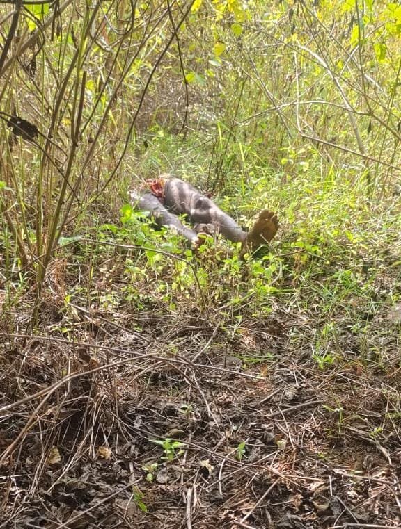 बाघ ने किया चरवाहे का शिकार, जांच में जुटी टीम को जंगल में मिला सिर्फ पैर