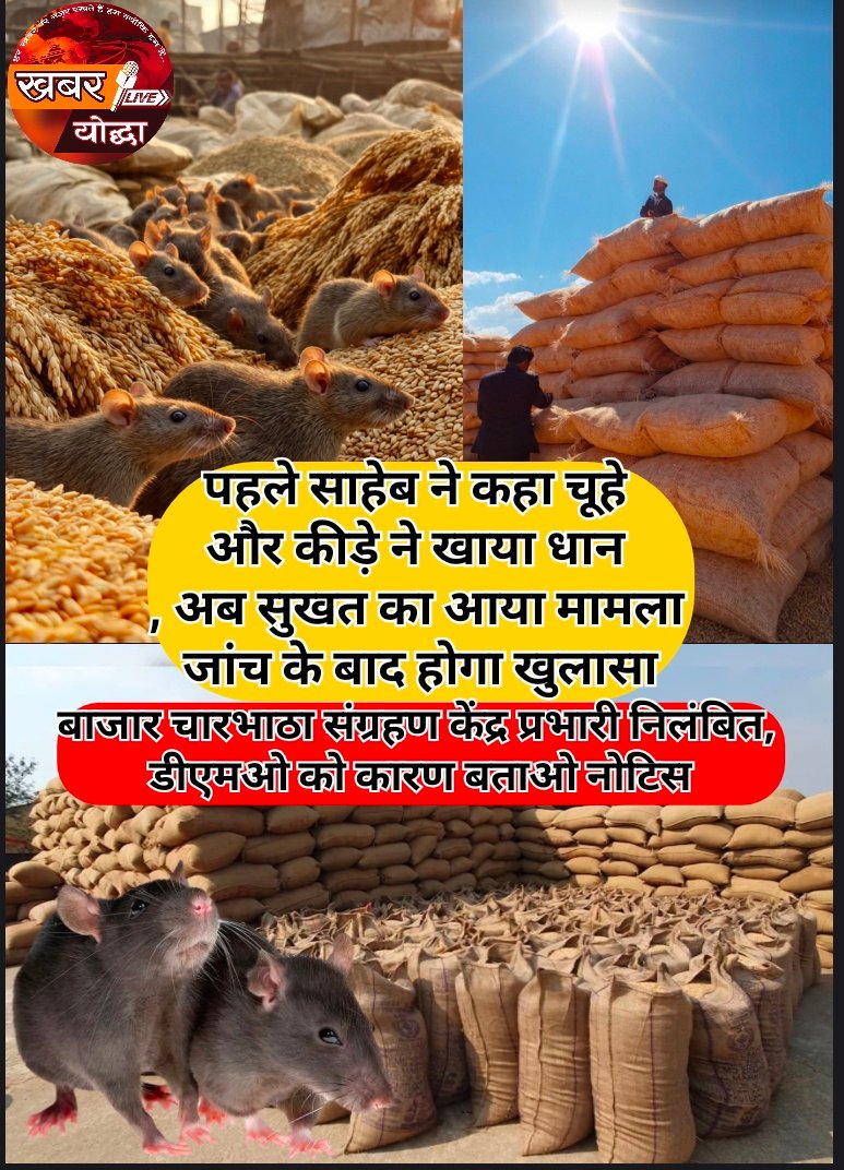 पहले साहेब ने कहा चूहे और कीड़े ने खाया धान , अब सुखत का आया मामला , जांच के बाद होगा खुलासा