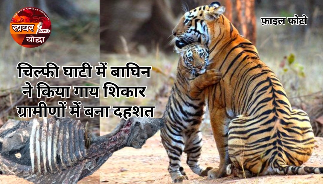 चिल्फी घाटी क्षेत्र में बाघिन ने किया गाय शिकार — ग्रामीणों में बना दहशत